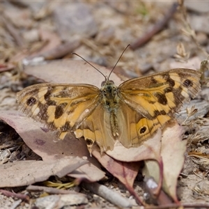 Heteronympha merope at Strathnairn, ACT - 21 Jan 2023 11:59 AM