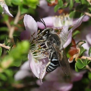 Bembix sp. (genus) at Acton, ACT - 3 Nov 2024