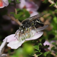 Bembix sp. (genus) at Acton, ACT - 3 Nov 2024