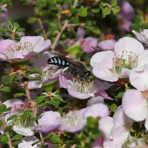 Bembix sp. (genus) at Acton, ACT - 3 Nov 2024