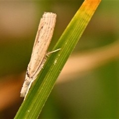 Culladia cuneiferellus (Crambinae moth) at Throsby, ACT - 3 Nov 2024 by Thurstan