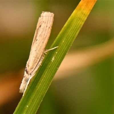 Culladia cuneiferellus (Crambinae moth) at Throsby, ACT - 3 Nov 2024 by Thurstan