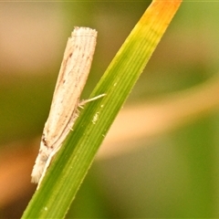 Culladia cuneiferellus at Throsby, ACT - 4 Nov 2024 10:39 AM