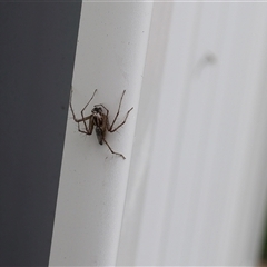 Oxyopidae (family) (Lynx spider) at Lyons, ACT - 4 Nov 2024 by ran452