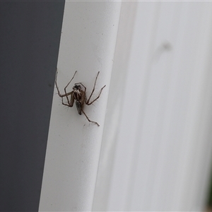 Oxyopidae (family) at Lyons, ACT - 4 Nov 2024