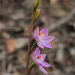 Thelymitra brevifolia at Captains Flat, NSW - suppressed