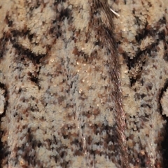 Agrotis infusa at Lawson, ACT - 2 Nov 2024