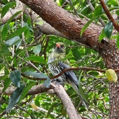 Oriolus sagittatus (Olive-backed Oriole) at Hawker, ACT - 4 Nov 2024 by sangio7