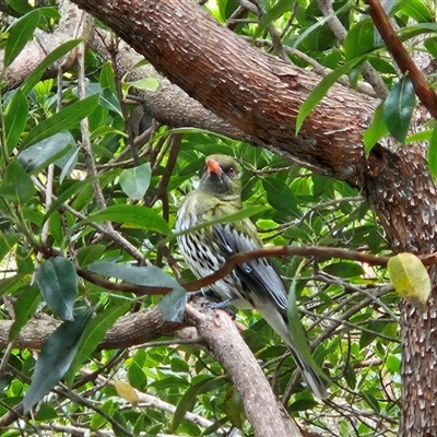 Oriolus sagittatus (Olive-backed Oriole) at Hawker, ACT - 4 Nov 2024 by sangio7