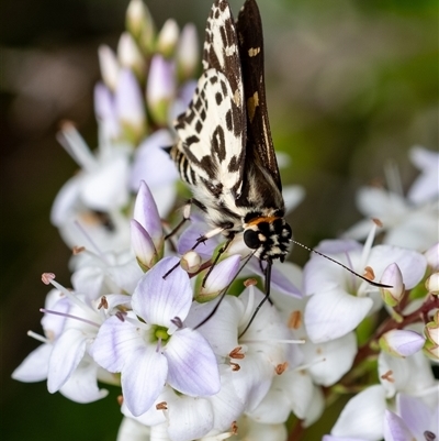 Taractrocera papyria at Penrose, NSW - 3 Nov 2024 by Aussiegall