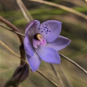 Thelymitra x truncata at Captains Flat, NSW - suppressed