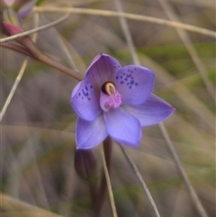 Thelymitra x truncata at Captains Flat, NSW - 4 Nov 2024