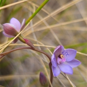 Thelymitra x truncata at Captains Flat, NSW - suppressed