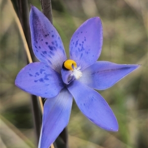 Thelymitra x truncata at Captains Flat, NSW - suppressed