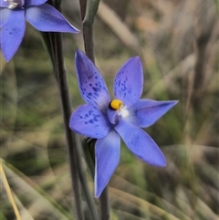 Thelymitra x truncata at Captains Flat, NSW - suppressed