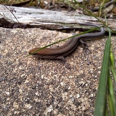 Lampropholis guichenoti (Common Garden Skink) at Kambah, ACT - 3 Nov 2024 by jac