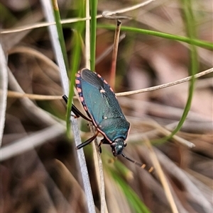 Notius depressus at Captains Flat, NSW - 4 Nov 2024 12:45 PM