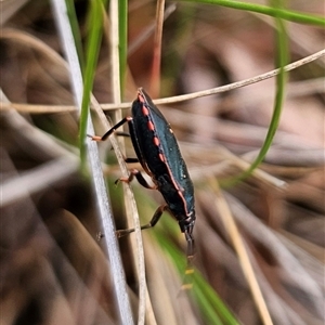 Notius depressus at Captains Flat, NSW - 4 Nov 2024 12:45 PM