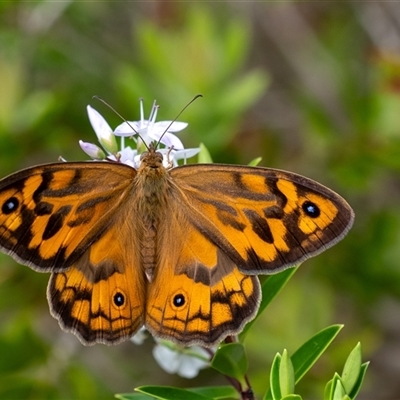 Heteronympha merope (Common Brown Butterfly) at Penrose, NSW - 3 Nov 2024 by Aussiegall