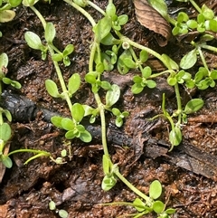 Callitriche stagnalis (Common Starwort) at Braidwood, NSW - 31 Oct 2024 by JaneR