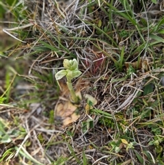 Hymenochilus crassicaulis (Alpine swan greenhood) at Nurenmerenmong, NSW - 4 Nov 2024 by Marchien