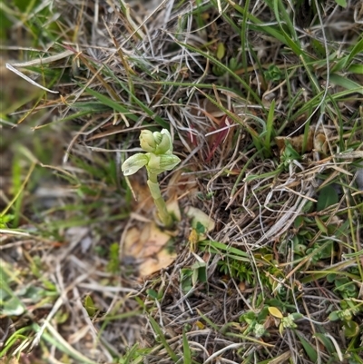 Hymenochilus crassicaulis (Alpine swan greenhood) at Nurenmerenmong, NSW - 3 Nov 2024 by Marchien