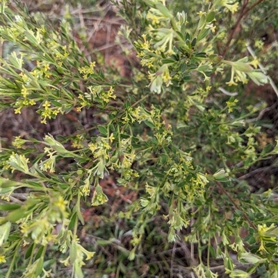 Pimelea curviflora var. gracilis (Curved Rice-flower) at Nurenmerenmong, NSW - 4 Nov 2024 by Marchien