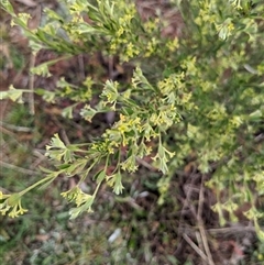 Pimelea curviflora var. gracilis at Nurenmerenmong, NSW - 4 Nov 2024