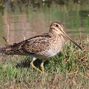 Gallinago hardwickii at Fyshwick, ACT - 3 Nov 2024