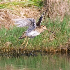 Gallinago hardwickii at Fyshwick, ACT - 3 Nov 2024