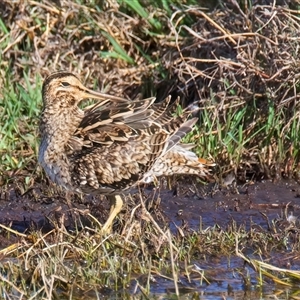 Gallinago hardwickii at Fyshwick, ACT - 3 Nov 2024