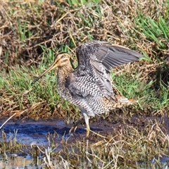 Gallinago hardwickii at Fyshwick, ACT - 3 Nov 2024