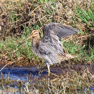 Gallinago hardwickii at Fyshwick, ACT - 3 Nov 2024