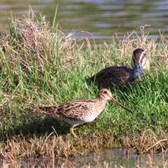 Gallinago hardwickii at Fyshwick, ACT - 3 Nov 2024