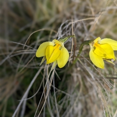 Diuris subalpina (Small Snake Orchid) at Nurenmerenmong, NSW - 1 Nov 2024 by Marchien