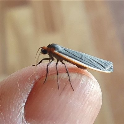 Palaeosia bicosta (Two-ribbed Footman) at Yass River, NSW - 4 Nov 2024 by SenexRugosus