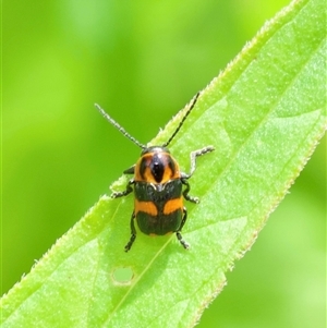 Aporocera (Aporocera) parenthetica at Acton, ACT - 4 Nov 2024