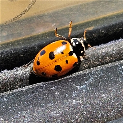 Hippodamia variegata (Spotted Amber Ladybird) at Kambah, ACT - 4 Nov 2024 by MatthewFrawley