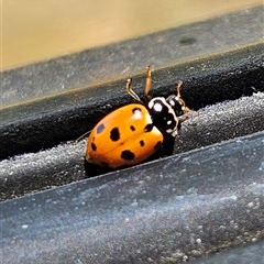 Hippodamia variegata at Kambah, ACT - 4 Nov 2024