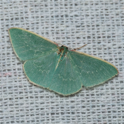 Chlorocoma dichloraria (Guenee's or Double-fringed Emerald) at Harrison, ACT - 3 Nov 2024 by DPRees125