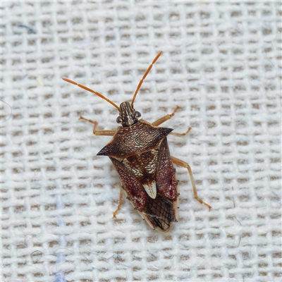 Oechalia schellenbergii (Spined Predatory Shield Bug) at Harrison, ACT - 3 Nov 2024 by DPRees125