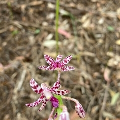 Dipodium variegatum (Blotched Hyacinth Orchid) at Taree South, NSW - 1 Nov 2024 by AnneMarie