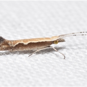 Plutella xylostella at Jerrabomberra, NSW - 30 Oct 2024