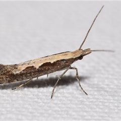 Plutella xylostella at Jerrabomberra, NSW - 30 Oct 2024