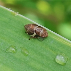 Bathyllus albicinctus (Spittlebug, Froghopper) at Wodonga, VIC - 3 Nov 2024 by KylieWaldon