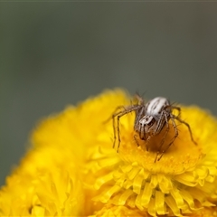 Oxyopes sp. (genus) (Lynx spider) at Penrose, NSW - 3 Nov 2024 by Aussiegall