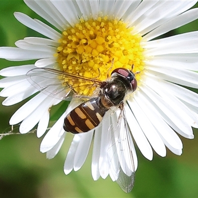 Melangyna sp. (genus) (Hover Fly) at Wodonga, VIC - 3 Nov 2024 by KylieWaldon