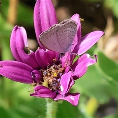 Zizina otis (Common Grass-Blue) at Wodonga, VIC - 3 Nov 2024 by KylieWaldon