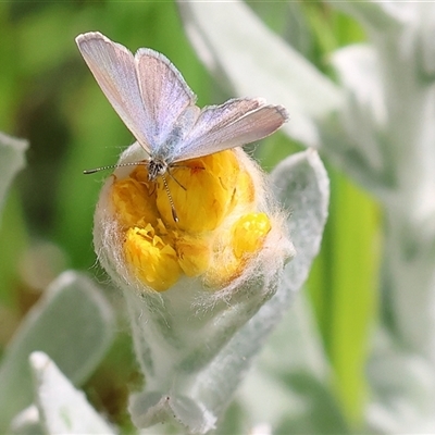 Zizina otis (Common Grass-Blue) at Wodonga, VIC - 3 Nov 2024 by KylieWaldon