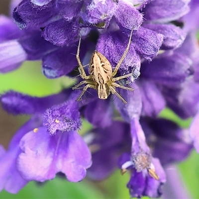 Oxyopes sp. (genus) (Lynx spider) at Wodonga, VIC - 3 Nov 2024 by KylieWaldon